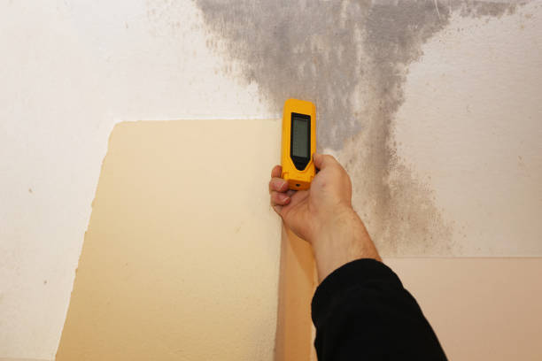 Best Air Quality Testing for Mold Spores  in Manistee, MI