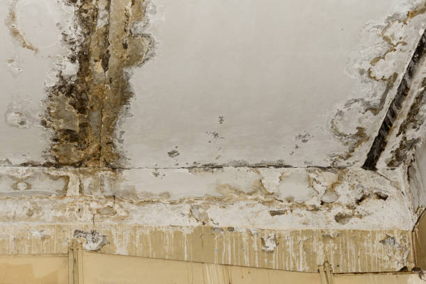 Best Residential Mold Inspection & Testing  in Manistee, MI