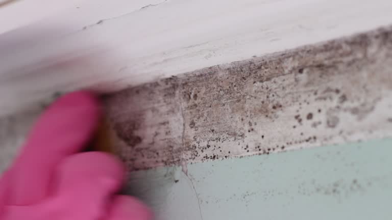 Trusted Manistee, MI Mold Removal Experts